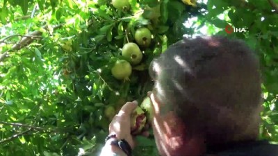 tatlandirici -  Bitlis’te nar hasadı  Videosu