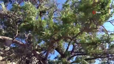 kucukluk -  Divriği kalesinin girişindeki mağaranın içerisinden yükselen ağaç dikkat çekiyor  Videosu