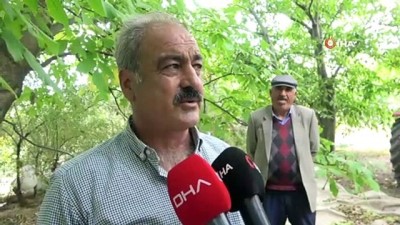 asad -  Adilcevaz’da ceviz hasadı başladı  Videosu