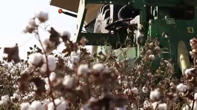 pamuk tarlasi - 'Gelinlik giyen' Mardin Ovası'nda pamuk üretiminde artış - MARDİN  Videosu