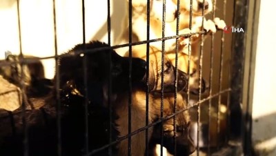 5 yildizli otel -  Kaderine terk edilen sokak köpekleri 5 yıldızlı konfora kavuştu  Videosu