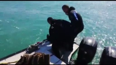 deniz canlilari - Marmara Denizi'nde trol avcılığıyla mücadele - TEKİRDAĞ  Videosu