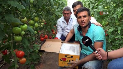 yesil biber -  Canan Karatay’ın ’domates’ eleştirilerine Kumlucalı üreticilerden sert tepki  Videosu