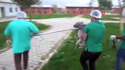 iskence -  İşkence edilen köpeği, Vali Gündüzöz sahiplendi Videosu