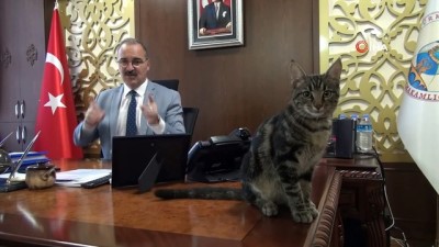 yavru kedi -  Kaymakam makamında kedi, bahçesinde köpek besliyor  Videosu