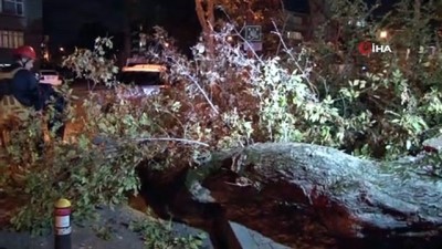 kirkoy -  Polis Merkezi önündeki ağaç yola devrildi Videosu