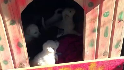 karne hediyesi - Ankaralı hayvanseverlerin adresi: Patiliköy  Videosu