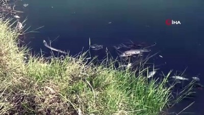tarim ilaci -  Antalya'da yüzlerce balık telef oldu Videosu