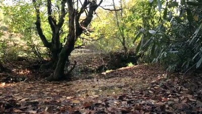 tas komuru - Karadeniz'de sonbahar - ZONGULDAK Videosu