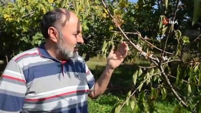  Meyve ağaçlarında endişelendiren görüntü