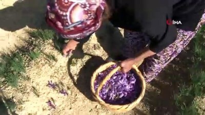 alzheimer -  Safran tarlalarında turist yoğunluğu  Videosu