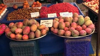tropikal meyve - Tanesi 50 liraya satılan mango üreticinin yeni gözdesi - ANTALYA  Videosu