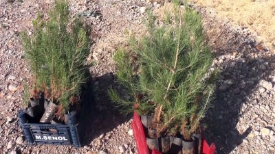 efes - '11 Milyon Ağaç; Bugün Fidan, Yarın Nefes' programı (2) - TUNCELİ Videosu