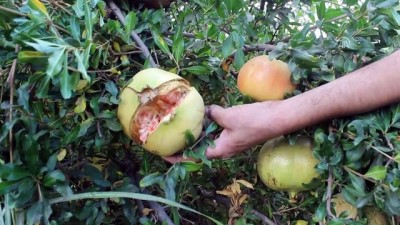 kooperatif - Suruç narında hasat zamanı - ŞANLIURFA  Videosu
