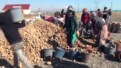 tohum ihracati -  'Türkiye’nin yüzde 17’lik patates tohumu ihtiyacını Ahlat karşılıyor'  Videosu