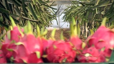 Ejder meyvesi Egeli üreticiye de umut oldu - İZMİR 