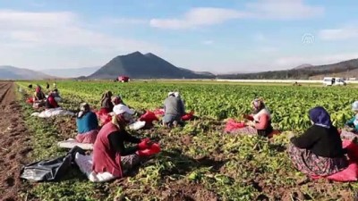 tarim arazisi - Tokat'ta şeker pancarından 180 milyon lira gelir bekleniyor  Videosu