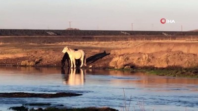 gunesli hava -  Yılkı atları doğal ortamlarında böyle görüntülendi  Videosu