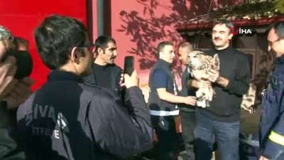  Eve giren baykuş görenleri şaşırttı 