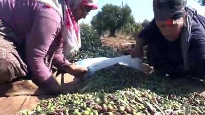  Gaziantep'te zeytinin hasadı başladı 
