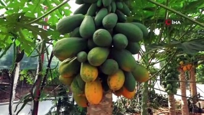 tropikal meyve -  Hobi olarak başladı papaya üretiyor  Videosu