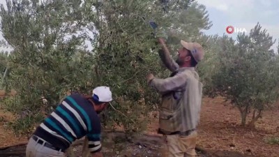 ayvali -  İslahiye'de zeytin hasadına başlandı  Videosu