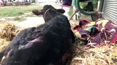 cinar koyu -  Osmaniye'de ahır yandı 7 büyükbaş hayvan telef oldu  Videosu