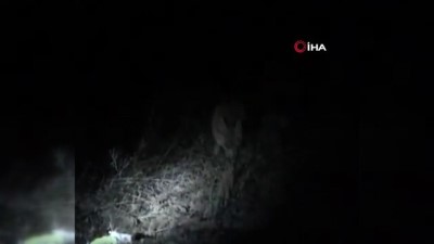  Yola çıkan tilkiyi vatandaşlar besledi 