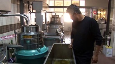 zeytin agaci -  Aile boyu zeytinyağı üretiyorlar  Videosu