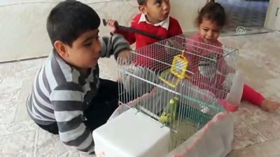 turk ailesi - Doğuştan felçli Abdülkadir köpeği ve muhabbet kuşuyla hayata tutunuyor - ŞANLIURFA  Videosu