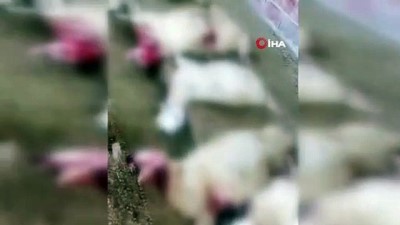 keci -  Kurtlar, 30 koyun ve kuzuyu telef etti  Videosu