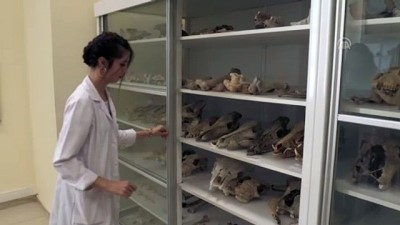 Milyon yıllık fosiller arkeoloji müzesinde sergilenecek - KIRŞEHİR 