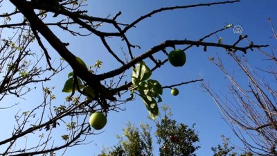 Turgutlu'da erik ağacı kasımda meyve verdi - MANİSA