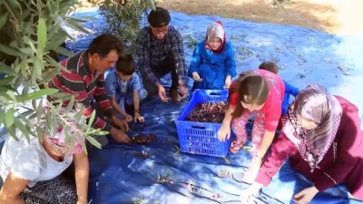 zeytin agaci - Turizm merkezinin 'yeşil altını'nda hasat zamanı - MUĞLA  Videosu