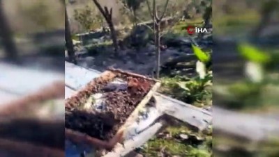 islamdag -  'Arılarla dans eden adam' Belirlediği saatler arasında arılar sokmuyor  Videosu