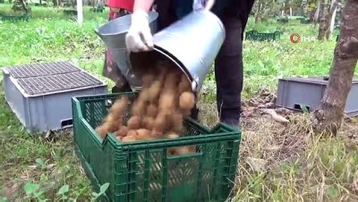 2010 yili -  Bataklık araziden tonlarca kivi hasadına  Videosu