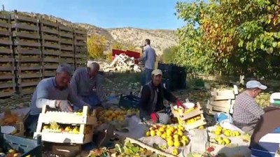 soguk hava deposu - 'Cennet meyvesi' hurmada rekolte yüzleri güldürüyor - ADIYAMAN  Videosu