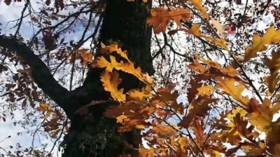 sonbahar -  Hekimdağ sonbahar renkleriyle hayran bıraktı  Videosu