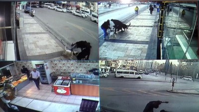Köpeğin kediye saldırısı güvenlik kamerasına yansıdı - DENİZLİ
