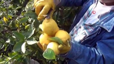  Lamas limonu coğrafi işaret tescil belgesi aldı 
