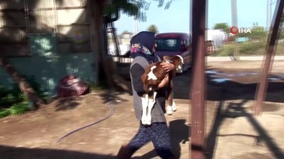 hayvan sevgisi -  Prematüre buzağıya 'Anne' şefkati  Videosu