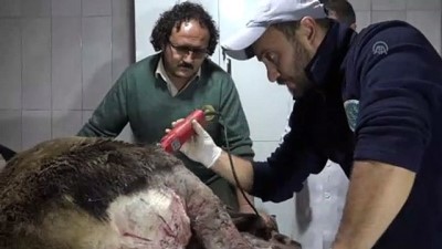 Av tüfeğiyle yaralanan kızıl geyik tedavi ediliyor - BİLECİK 