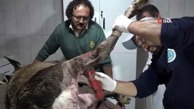  Avcılar vurduğu, köpeklerin parçaladığı geyik kurtarıldı 