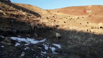  Çoban mera tepkisini çektiği videoyla dile getirdi