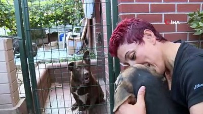 hayvan severler -  Kanserli köpek hem sağlığına hem yuvaya kavuştu  Videosu