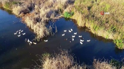  Karadeniz'in incisi 'Gölyazı' güzelliğiyle kendisine hayran bırakıyor 