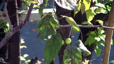 erik agaci - Erik ağaçları kasımda meyve verdi - MANİSA Videosu