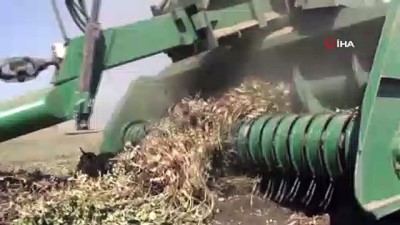  Gaziantep'te yer fıstığı hasadı başladı 