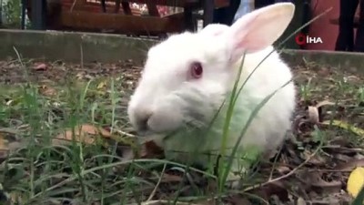 hayvan severler -  Köpeğin ısırarak yaraladığı tavşan yeniden hayata tutundu  Videosu