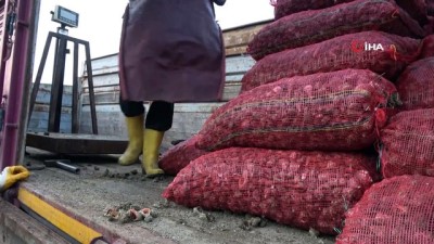 kazanci -  Deniz ürünleri ihracatında önemli bir yer tutan deniz salyangozu balıkçıların gelir kaynağı oldu  Videosu